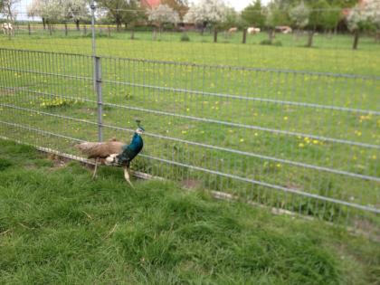 Einjähriger blauer Pfauenhahn zu verkaufen