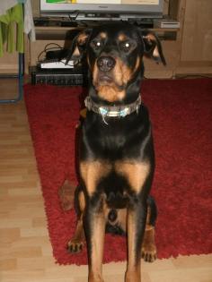 Verspielter, pupertierender Rottweiler-Dobermann-Mix sucht Erzieher