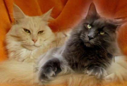 Maine Coon Kastraten Pärchen