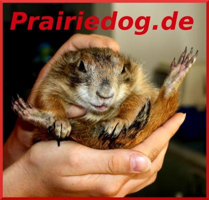 Www. prairiedog. de
