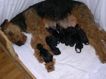 Airedale Terrier Welpen aus VDH/KfT 5 Rüden und 4 Hündinnen
