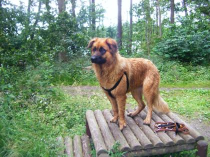 Unsere Kira ist tragend.