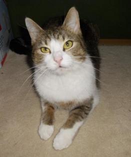 Hauskatze sucht liebevolles Zuhause