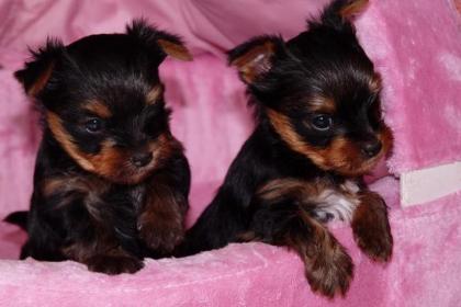 Yorkshire Terrier Welpen - 7 Wochen