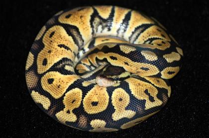 Königspython Python Regius