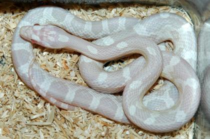 Kornnatter Pantherophis guttatus