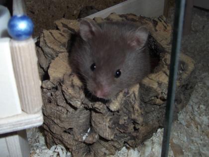 Teddyhamster Jungtiere Schokobraun m w