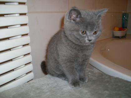 Kartäuserbaby sucht neues Zuhause
