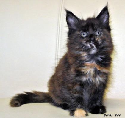 Maine Coon Babys of stoneway suchen einen liebevollen Dosenöffner zum v