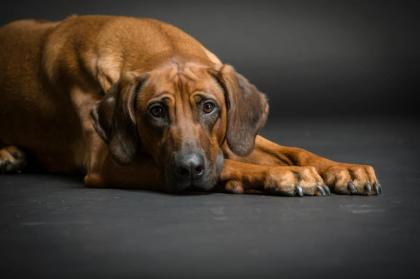 Wir erwarten Rhodesian Ridgeback Welpen im Juni