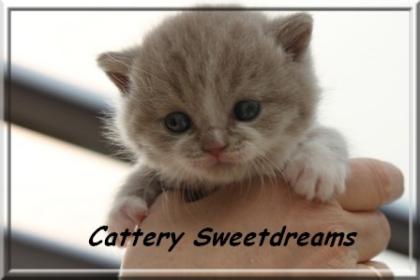 Katzenbabys reine British Kurzhaare aus famil. Hobbyzucht mit Stammbaum
