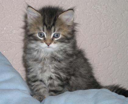Sibirische Katzenkinder von Mufasa