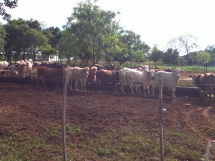 Paraguay 200 ha Farm mit Rinderzucht