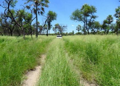 Paraguay 3. 000 ha Farm Rinderzucht und Ackerbau