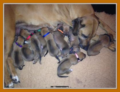 Wunderschöne Rhodesian Ridgeback Welpen mit Papieren