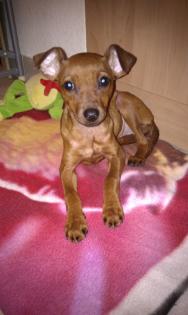 Chihuahua mix sucht neuen Zuhause.