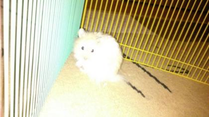 Hamster Lillifee sucht neues liebes Zuhause