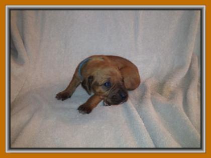 Wir haben Rhodesian Ridgeback Welpen