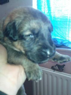 Noch 2 süß3 cane corso hoverwart mixe abzugeben