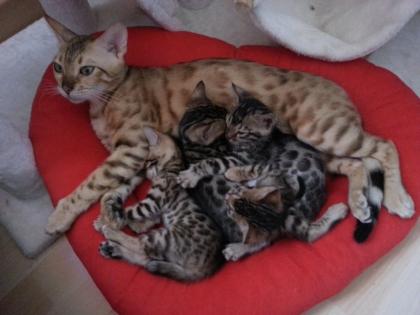 Bengalkitten