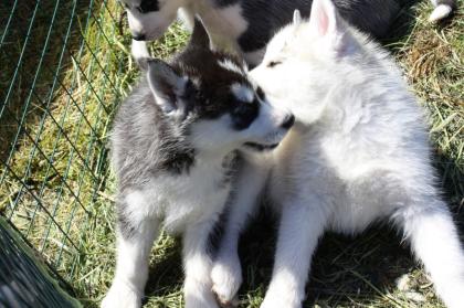 Siberian Husky Welpen ab zugeben. Reinrassig Hallo