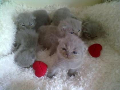 Süße reinrassige BKH Kitten ab 7. August 2021 abzugeben