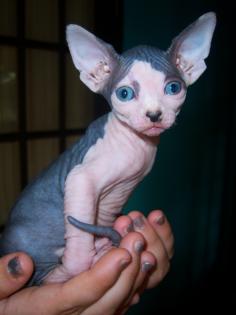 Canadian Sphynx Mädchen, Spitzenqualität