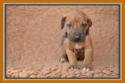 4 Rhodesian Ridgeback Welpen suchen neue Familien