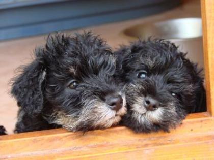 Zwergschnauzer Welpen schwarz-silber, Kennel mit Qualitätsiegel