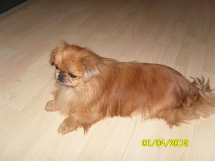 Reinrassiger Pekingese sucht Hündin zum Decken