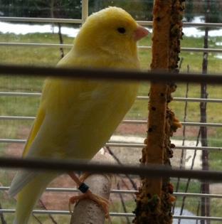 Kanarienvogel vermisst