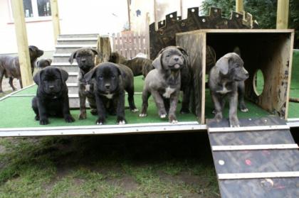 Dogo Canario Welpen mit VDH/FCI Papieren