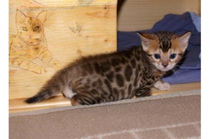 Traumhaft schöne Bengalkitten aus seriöser kleiner Zucht