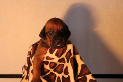 Wir haben wunderschöne knochenstarke, dunkle Rhodesian Ridgeback Welpen
