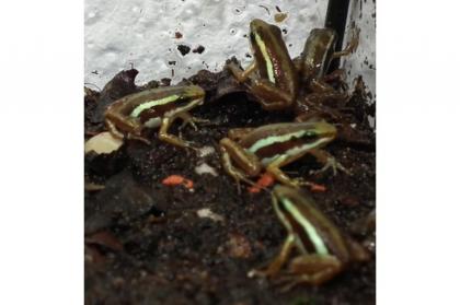 Pfeilgiftfrösche Epipedobates Tricolor