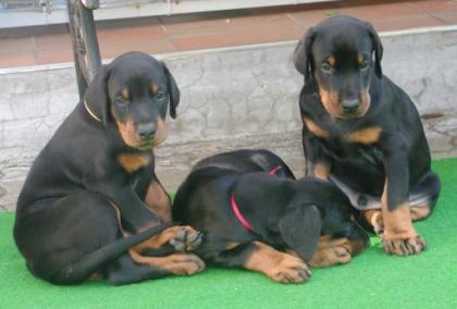 Reinrassige Dobermann Welpen mit Papieren
