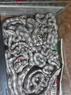 Boa Constrictor Imperator