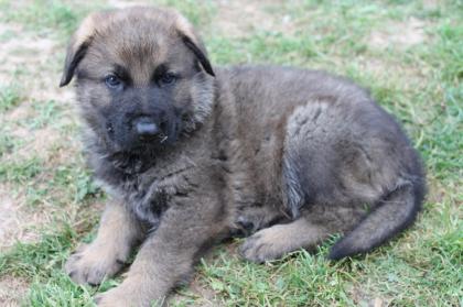 5 Süße Schäferhunde Welpen