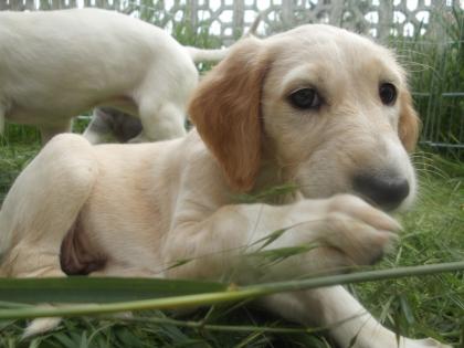 Saluki Welpen reinrassig suchen liebevolles Heim