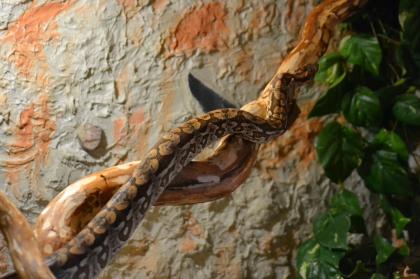 Gebe zwei Madagaskar Boas ab