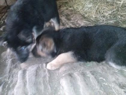 Schäferhundwelpen zu verkaufen