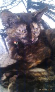 Maine-coon - Bombay Patchouli Katze