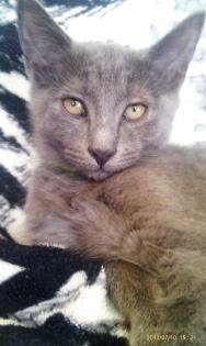 Maine-coon - Bombay Balu Kater