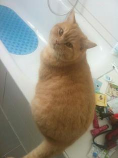 Charlie, stattlicher BKH-Deckkater m. P. hat noch freie Schmusestunden für Katzen