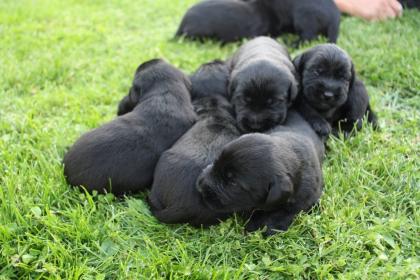 Riesenschnauzer Welpen abzugeben.