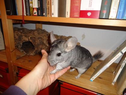 Kastriertes Chinchilla-Böckchen mit Käfig und sämtlichem Zubehör abzugeben