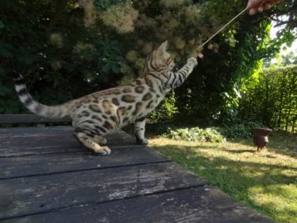 3 wünderschöne Bengal Kitten