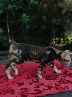 3 kleine Bengal Kitten zu verkaufen