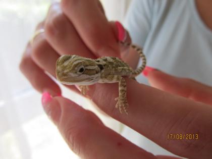 Zwergbartagame Pogona henrylawsoni aus Hobbyzucht