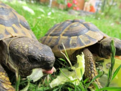 Griechische Landschildkröten Thb abzugeben - 2 Jahre alt